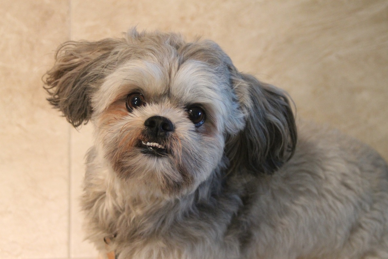 Why Shih Tzus Make Perfect Companions